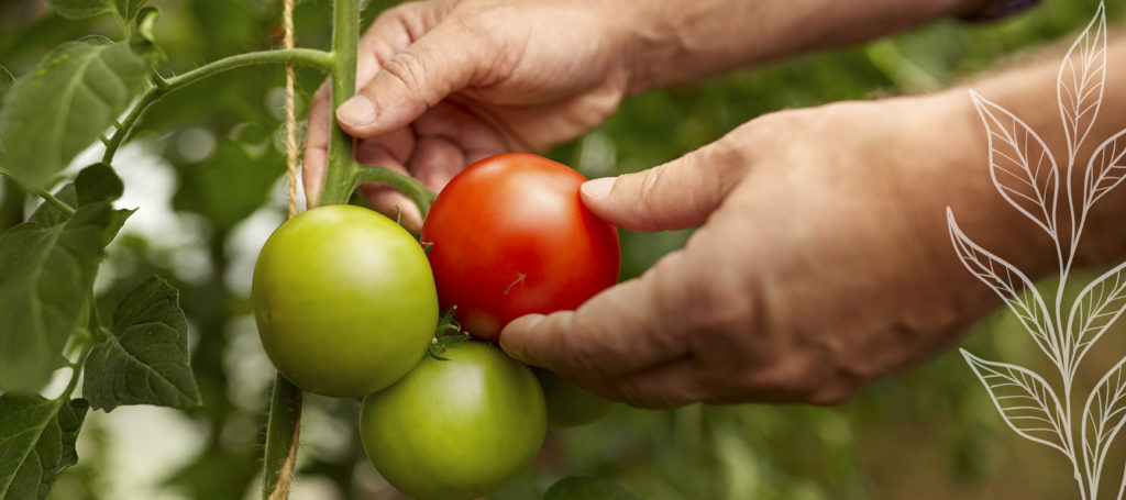 tomates saines avec Byocal +