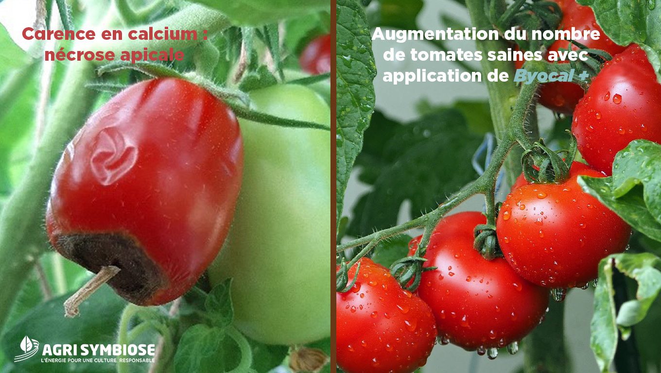 agrisymbiose-comment-lutter-contre-le-cul-noir-tomate-necrose-apicale-solution-agrisymbiose-calcium-naturel-byocal-+-prevention-carence-en-calcium